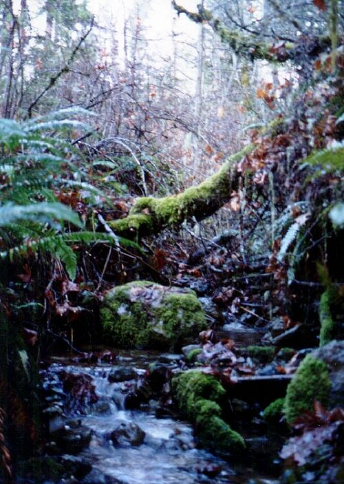 A Mountain Creek
