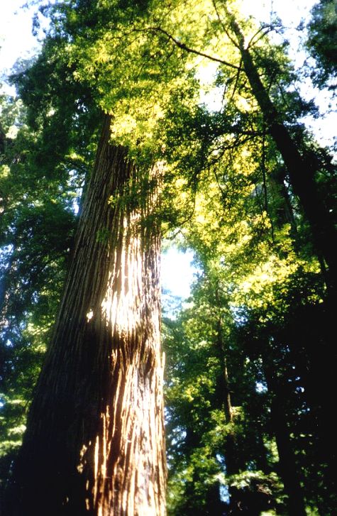 Towering Redwood Tree
